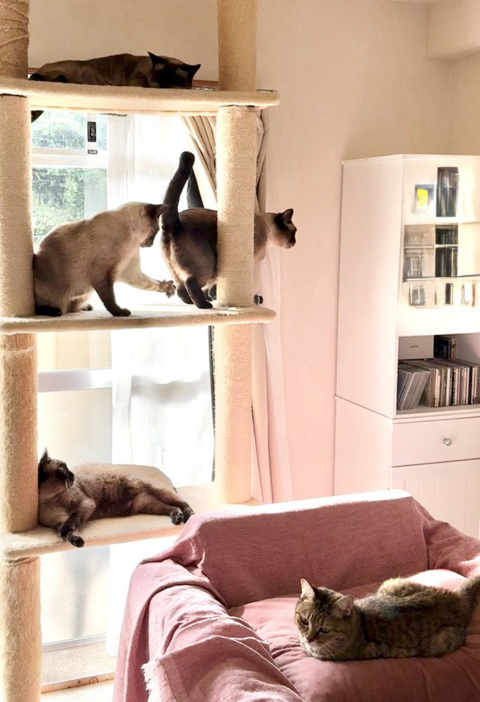 キャットタワーで猫たちがくつろいでいる