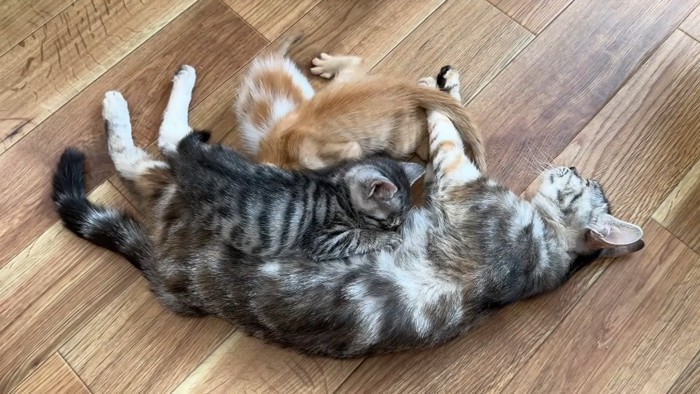 お乳を飲む子猫たち