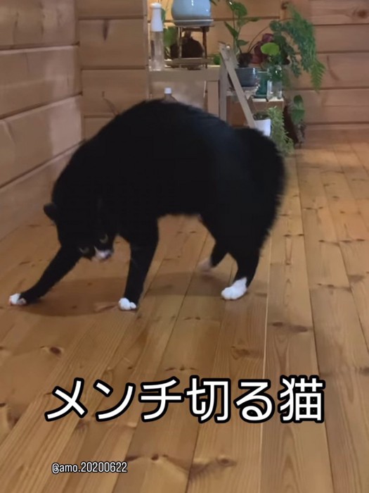 やんのかポーズでにらむ猫