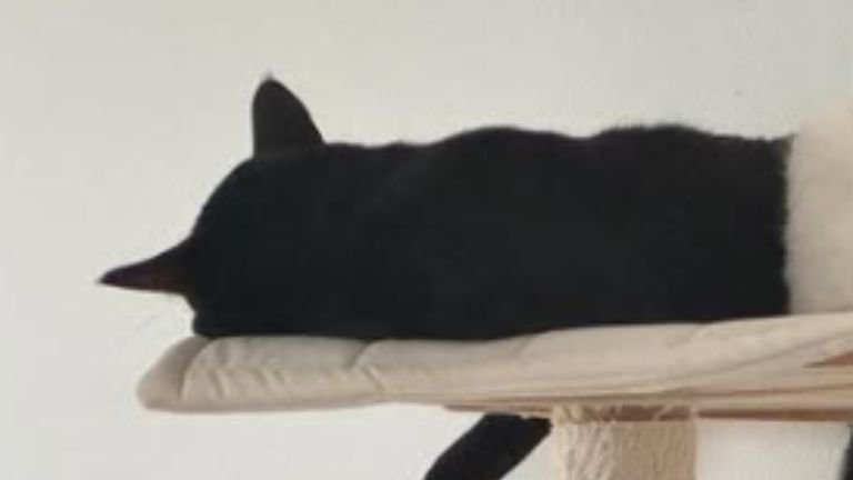 寝ている2匹の猫