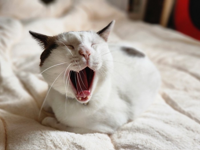 丸くなってあくびをする猫