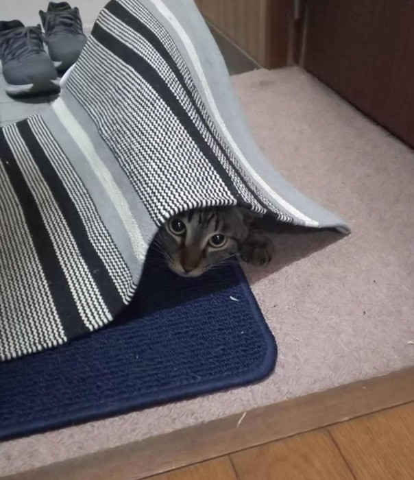 マットの下から顔を覗かせるキジトラ猫