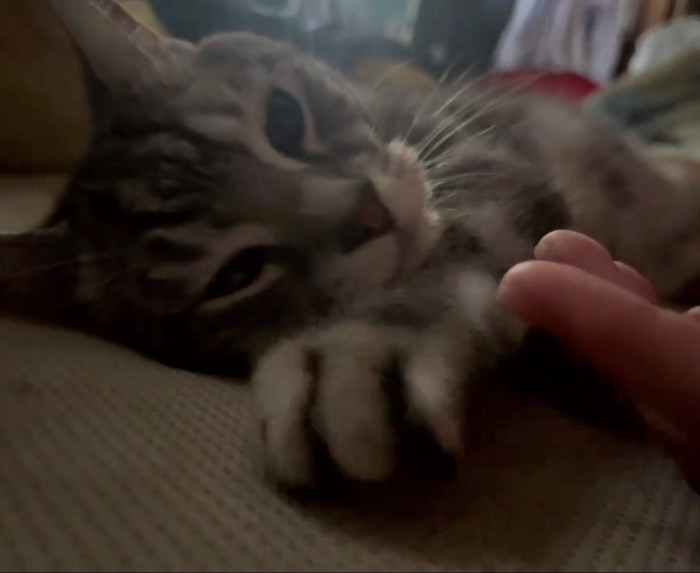 手元を見つめる猫