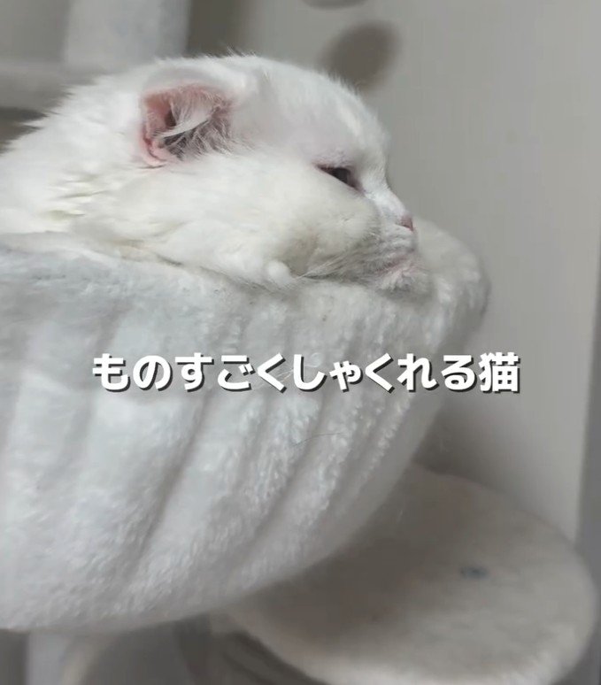しゃくれた猫（横・ズーム）