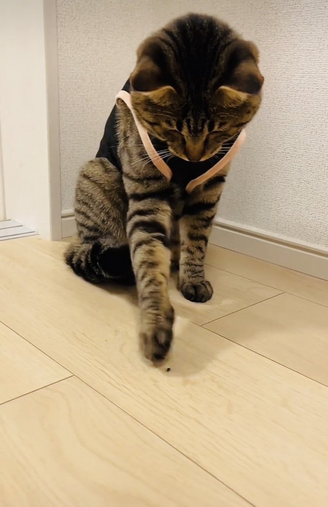 フローリングの上の虫に触るキジトラ猫