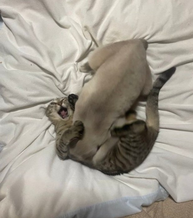 襲われるしま子ちゃん