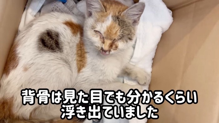 テロップ「背骨は見た目でも～」