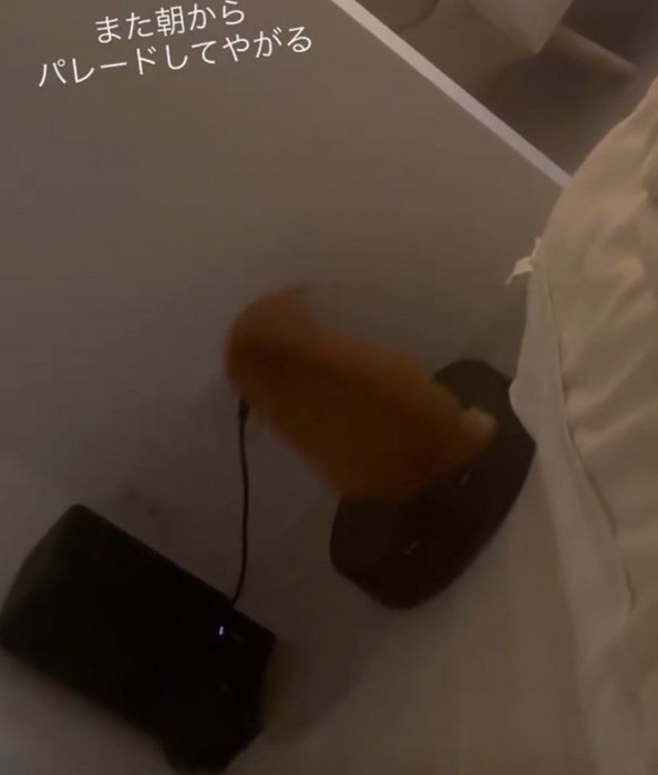 パレードを始める猫