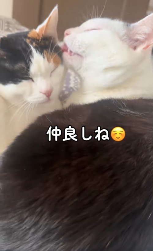 三毛猫に毛づくろいしている猫