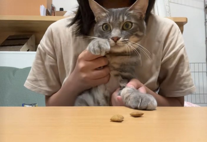 ドンドコするスピカちゃん