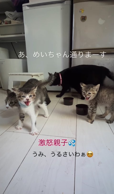 威嚇している子猫たちの後ろを通る黒猫