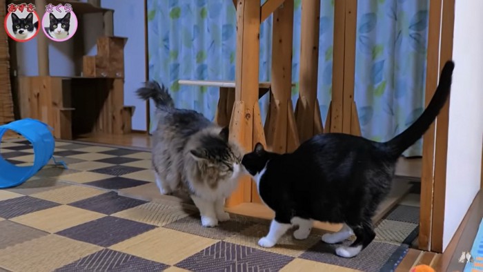 ボス吉「あずき、元気だったか?」