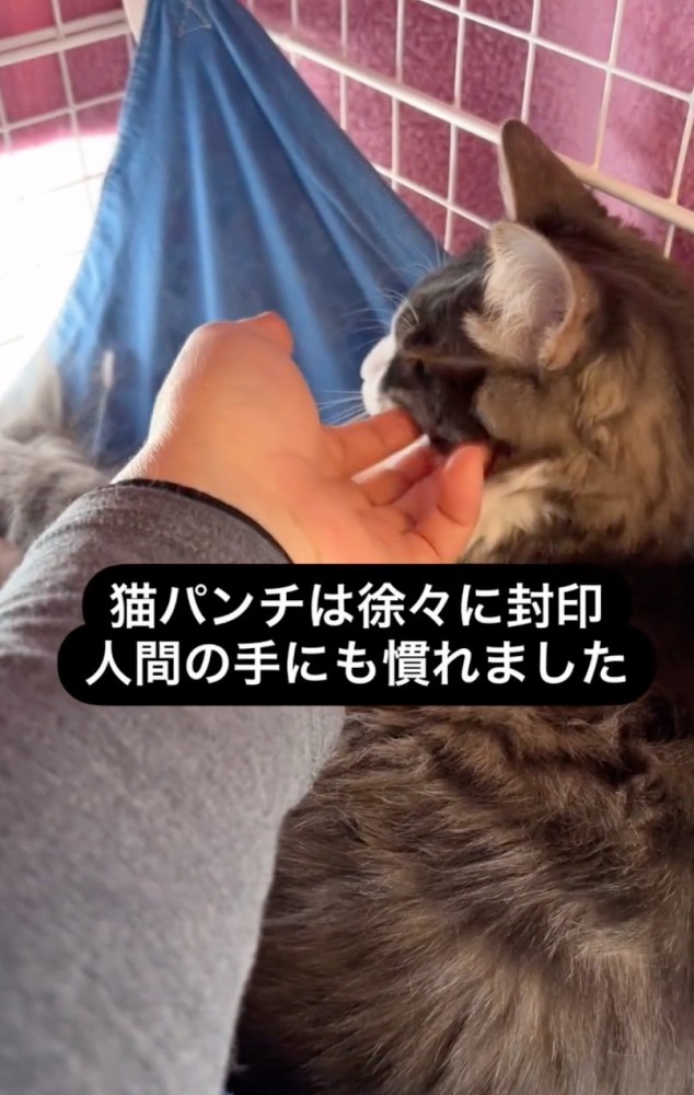 撫でられる猫