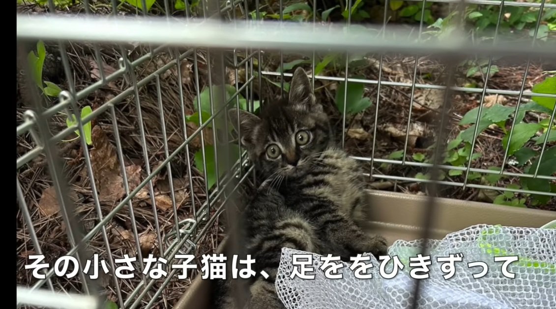 織の中にいるキジトラの子猫