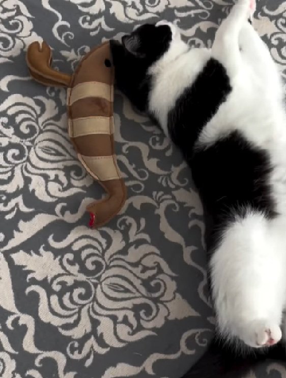 ぬいぐるみと同じポーズをする猫