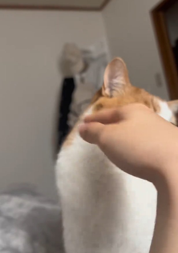 避けるツナちゃん