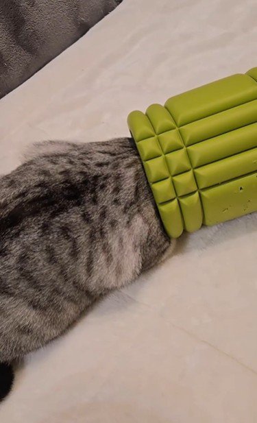 ローラーで遊んでいる猫
