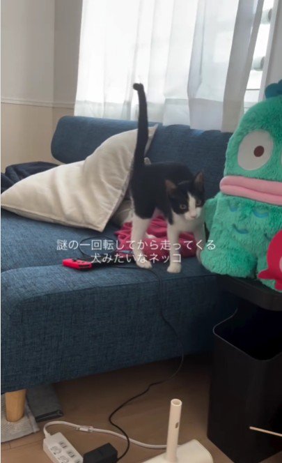 ソファの上にいる猫