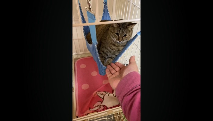 手を狙う猫さん