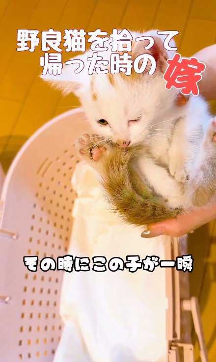 抱っこされる子猫