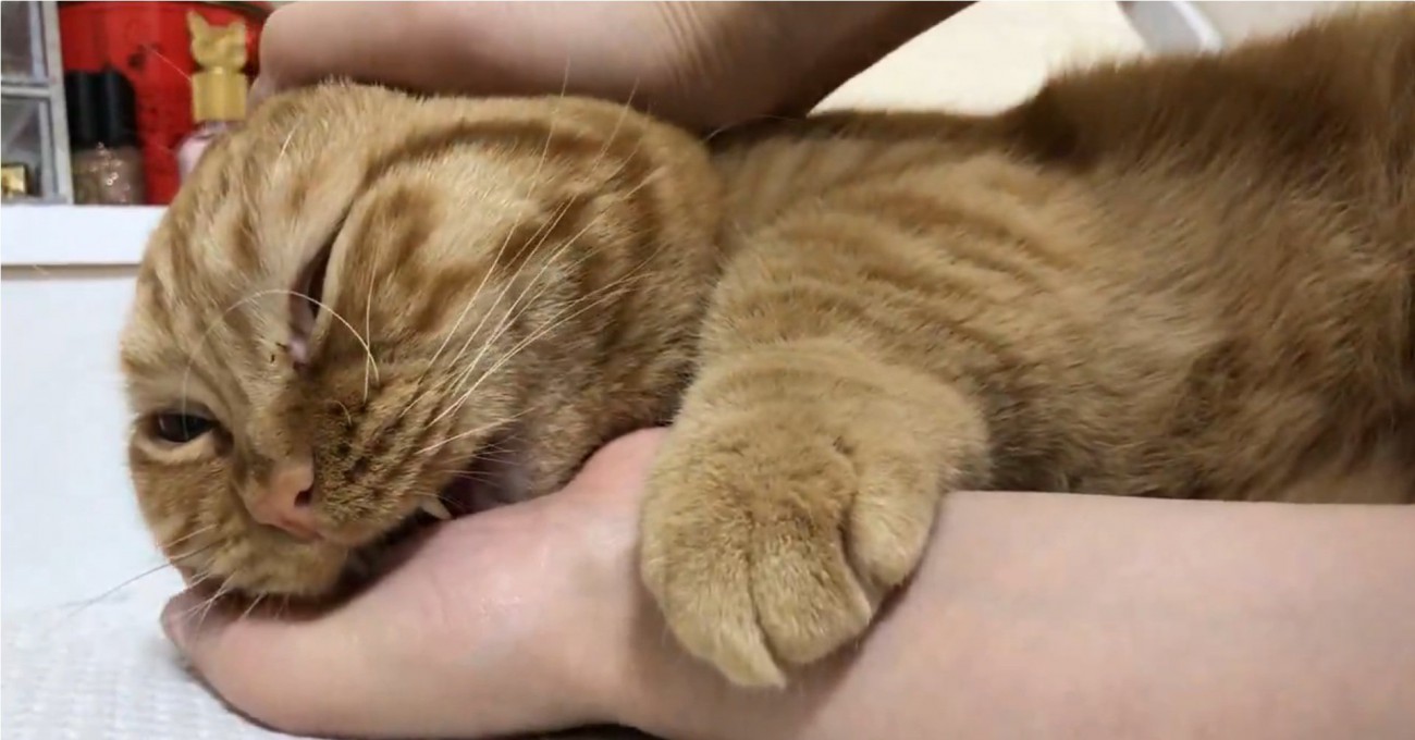 撫でられて気持ちよくなる猫