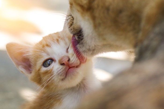 母猫に舐めてもらう子猫