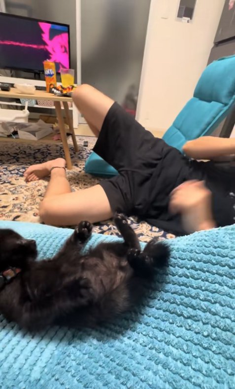 ひっくり返ったまま飼い主を見つめる子猫