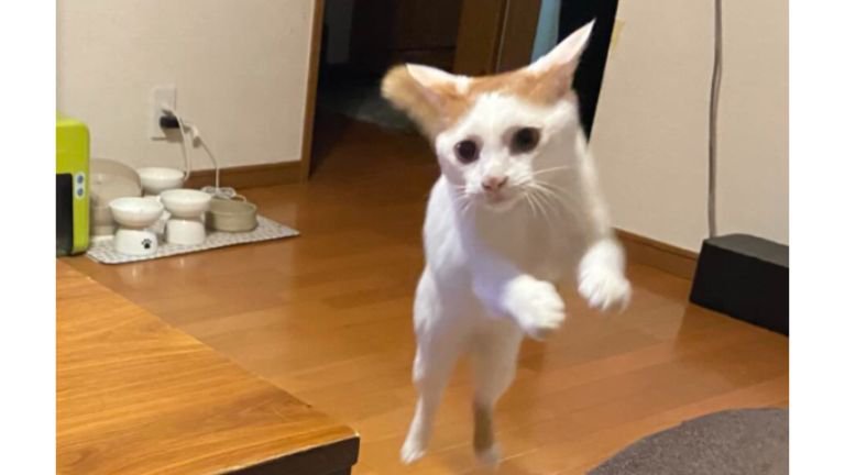 ジャンプする猫