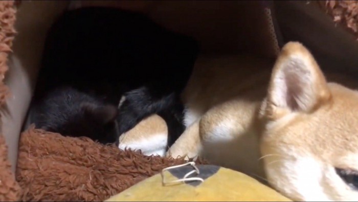 犬の体の上で横になる黒猫