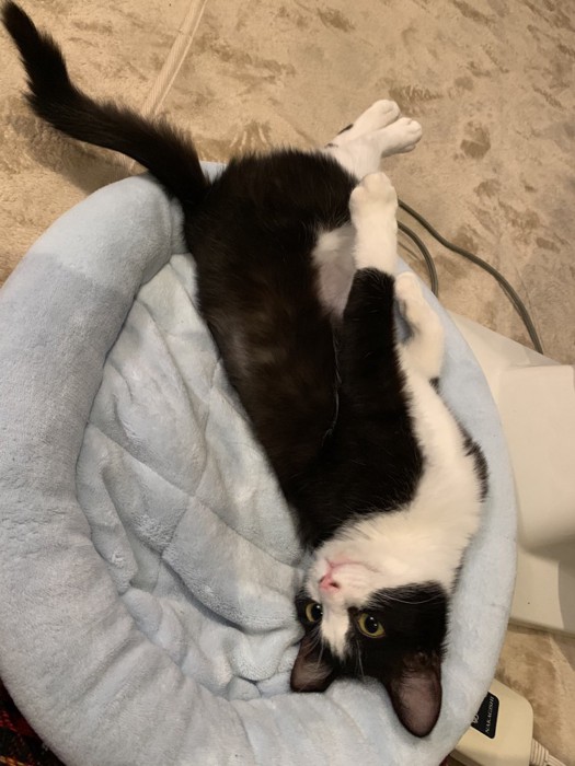 横になっている子猫