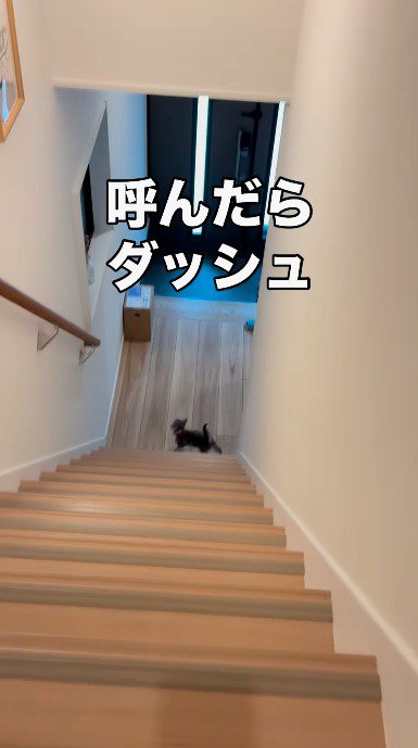 玄関の近くで辺りを見まわす子猫