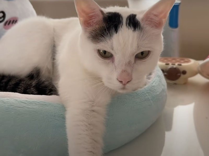 クッションの上に居る猫