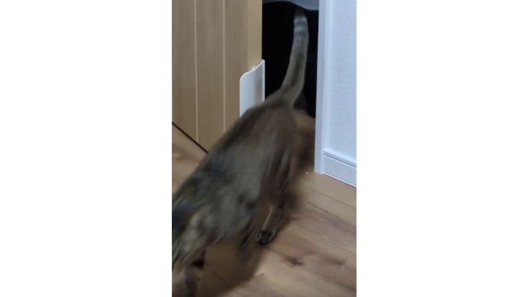 ドアの前の猫