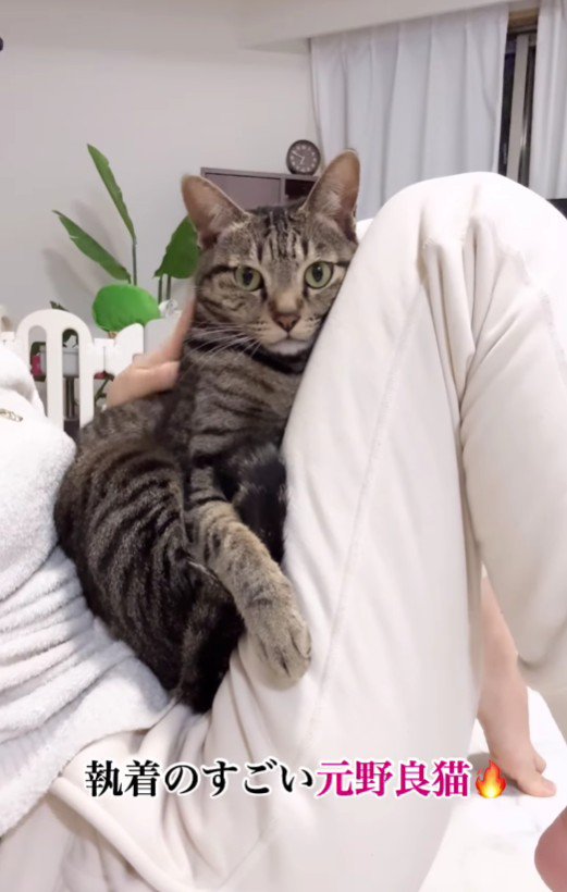 飼い主さんの膝にのっているイヴくん