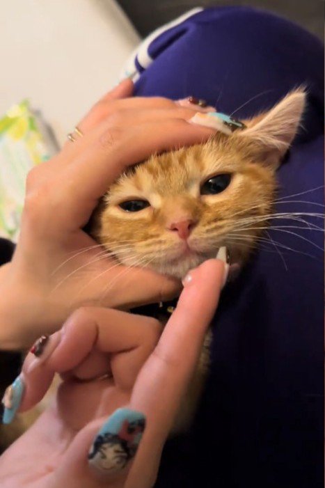 顔を手で押さえられる子猫