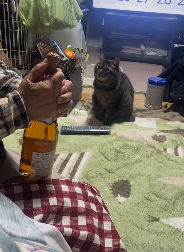 ワインを見るノラくん