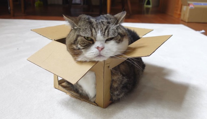 香箱座りをするまるさん