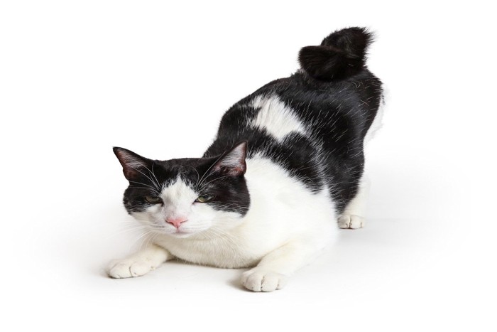 お尻をあげる猫