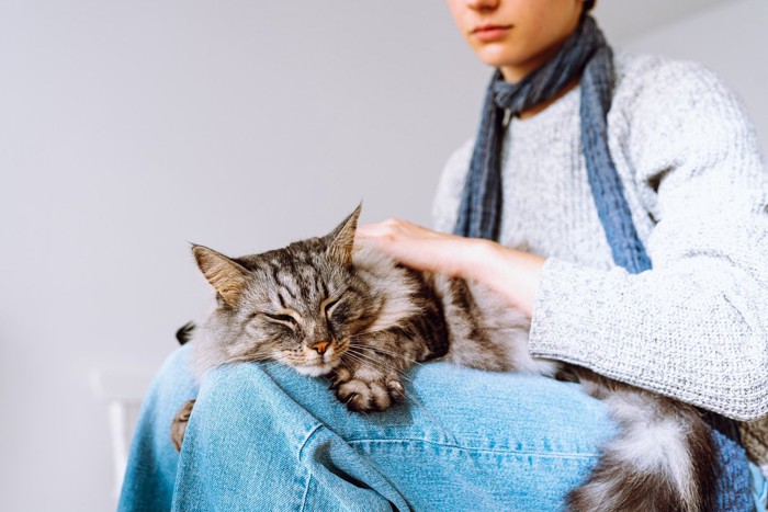 膝の上で寝る猫