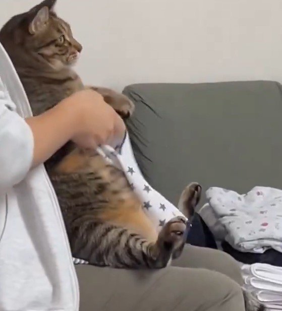 猫の前足を持ってハンカチを畳む女性