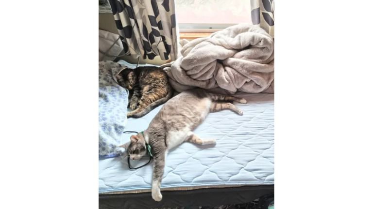 ベッドにいる猫たち
