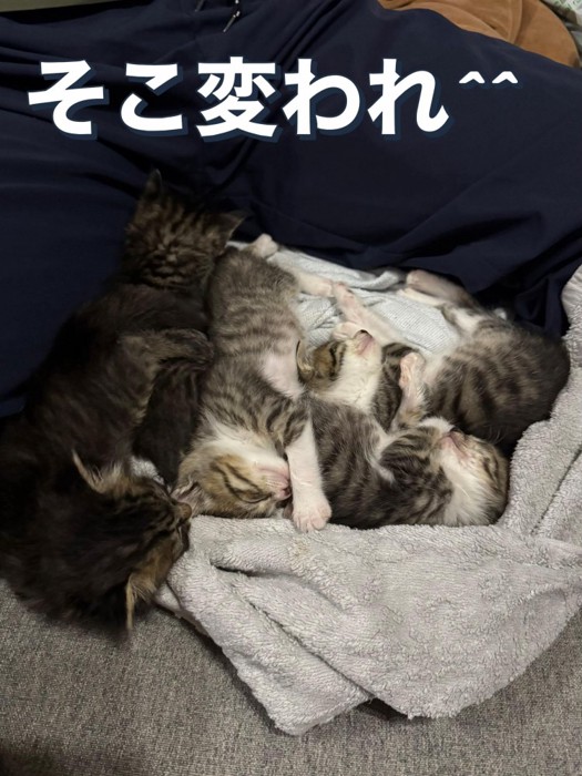 くっついて寝る子猫