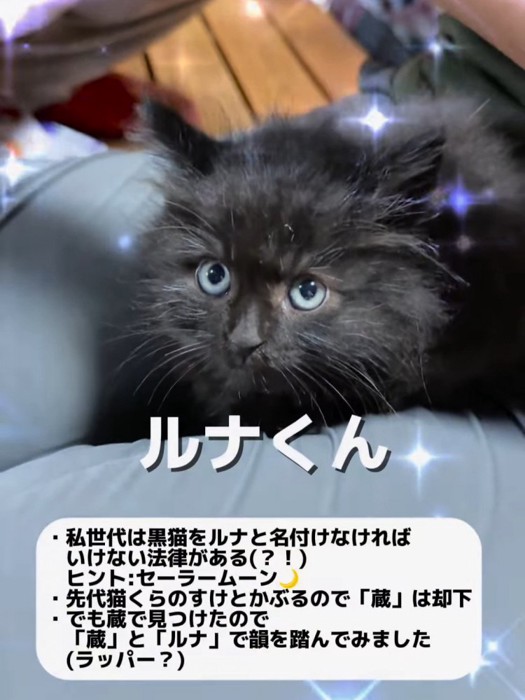 人の膝の上に乗る子猫