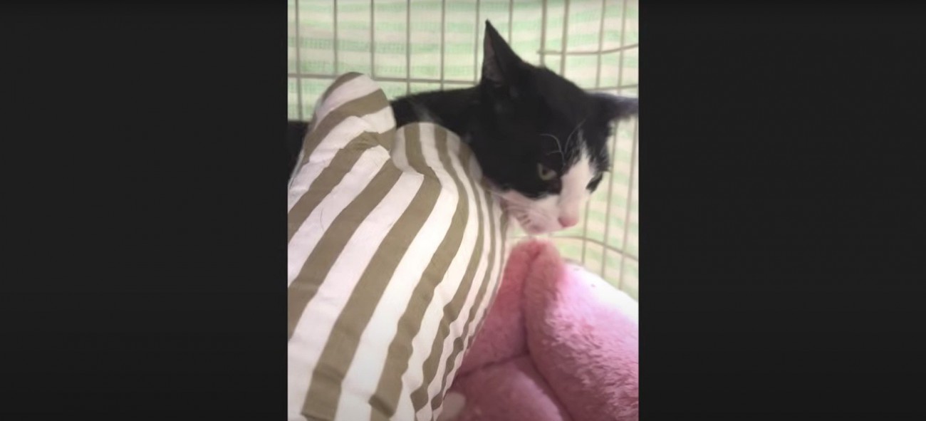 撫でられている猫