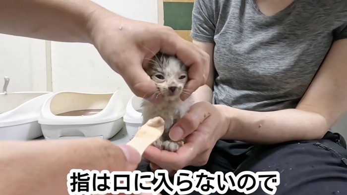 顔を持たれている子猫