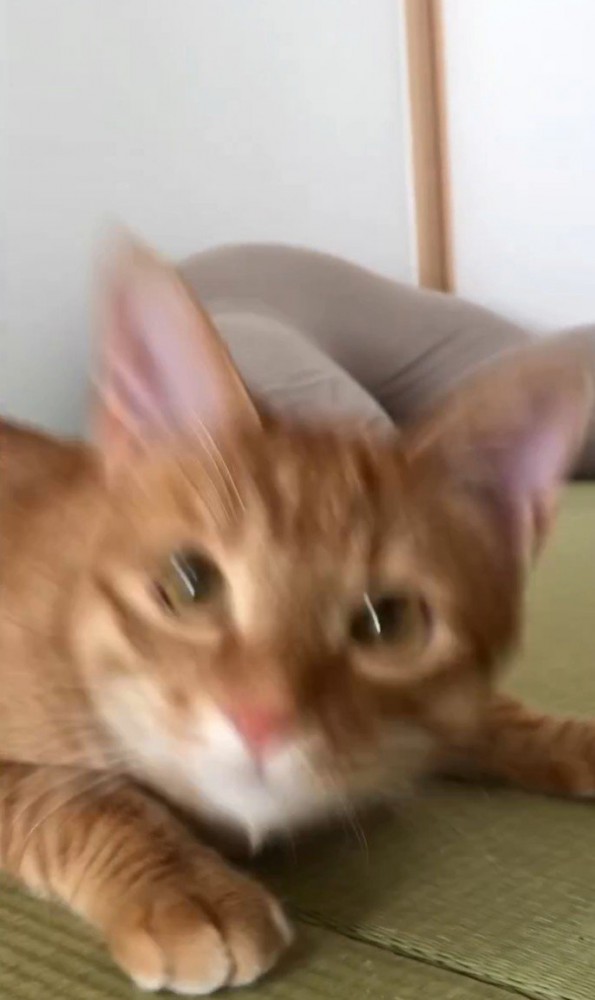 ぶれる猫