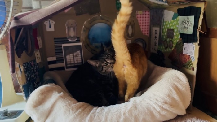 ベッドの中で茶トラ猫を毛繕いするキジトラ猫