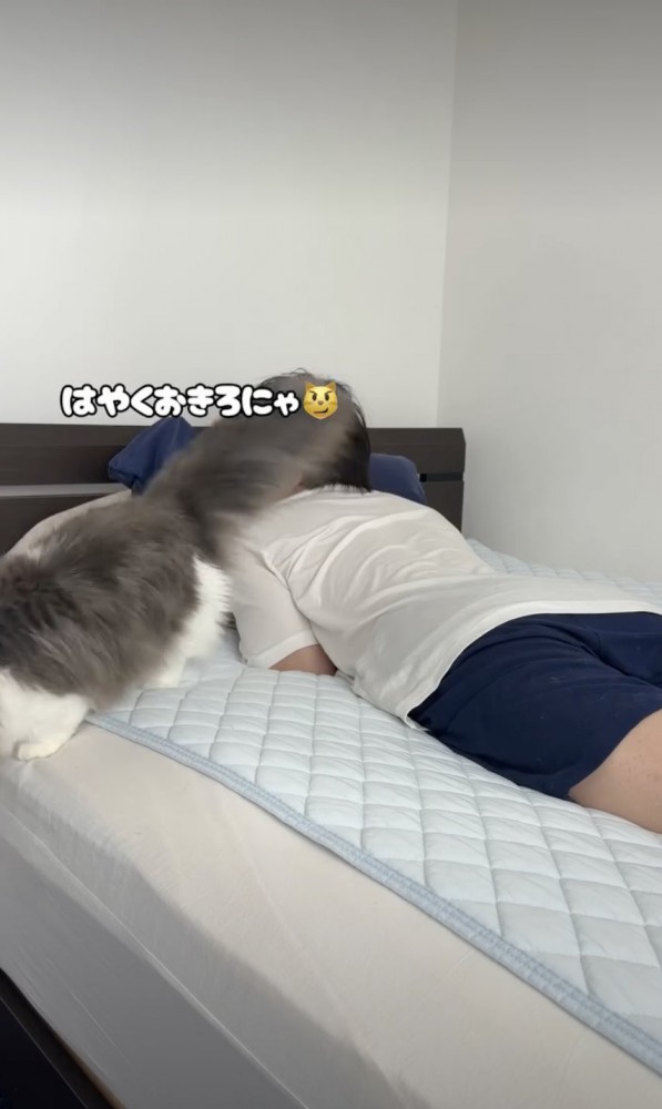 ベッドを降りる猫