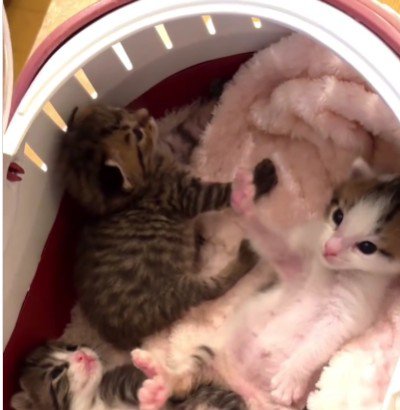 横になっている子猫たち