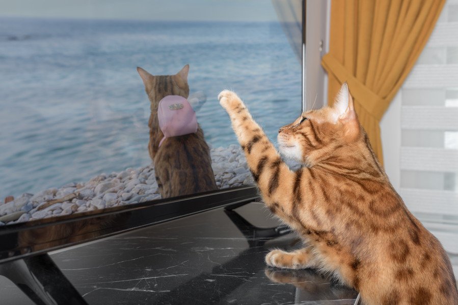 テレビを観る猫